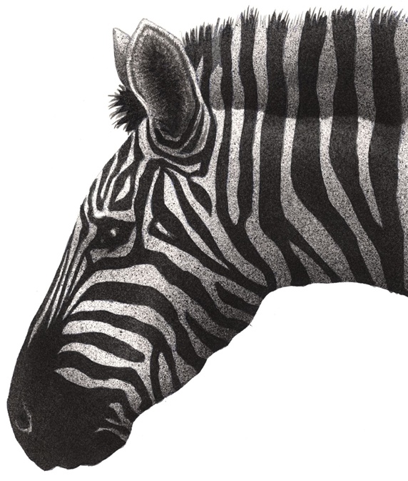 Zebra's head on white background
