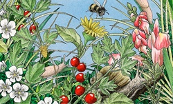 Bee, snail and slug in wildflowers