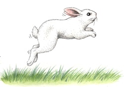 White rabbit jumping in field