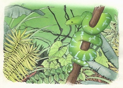 Green snake in forest