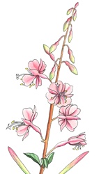 Plant with pink flowers