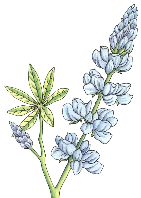 Plant with blue flowers