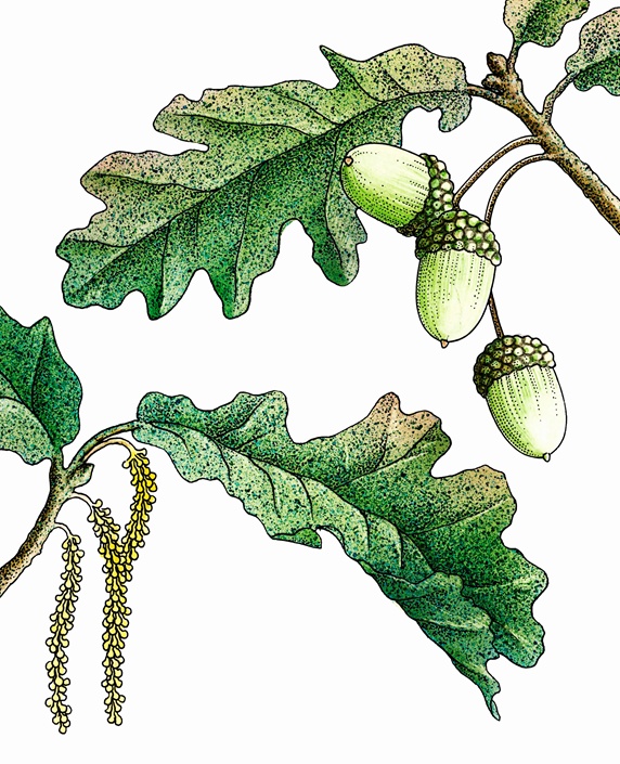 Oak (Quercus robur) leaves and acorns on white background