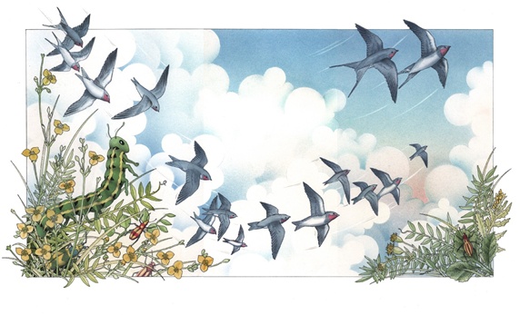 Birds flying over meadow