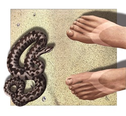 Man's feet beside snake on sandy beach