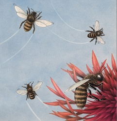 Bees and red flower