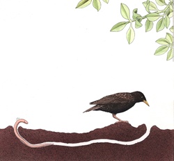 Bird looking for earthworm in soil