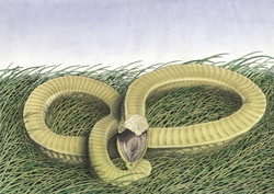 Snake with open mouth in grass