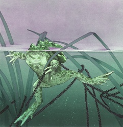 Frogs mating in water