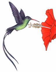 Hummingbird (Mellisuga) hovering near red flower