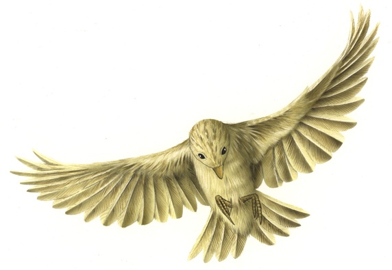 Close-up view of bird with spread wings