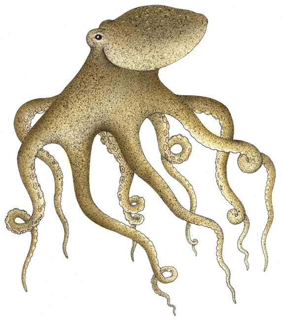 Squid on white background