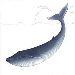 Whale splashing water