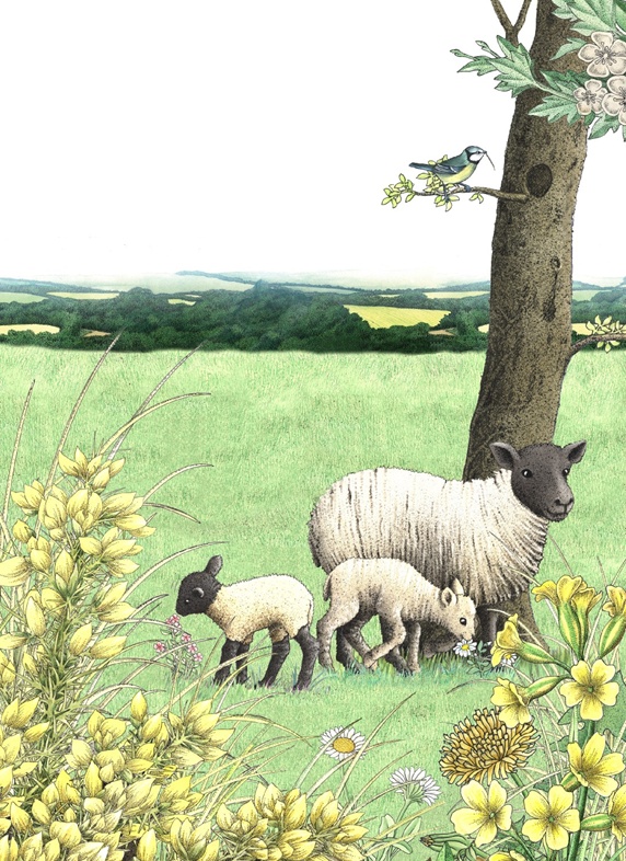 Sheep family in meadow
