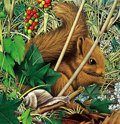 Red squirrel (Sciurus vulgaris) and snail in foliage
