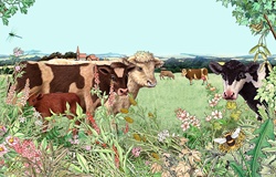 Cows, bull and calf in summer pasture with wildflower hedgerow