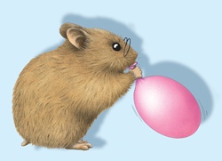 Hamster blowing balloon