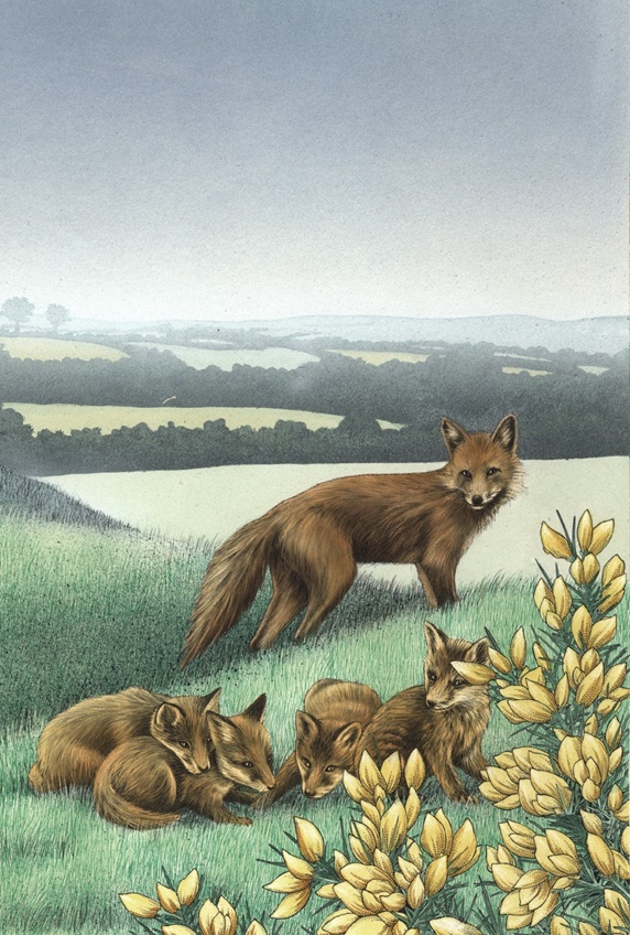 Family of foxes
