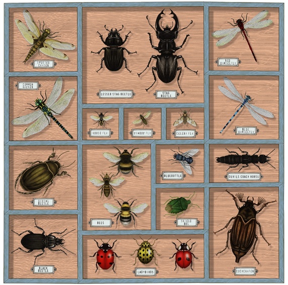 Collection of insects