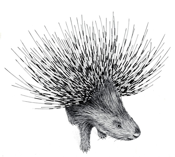Porcupine on white background
