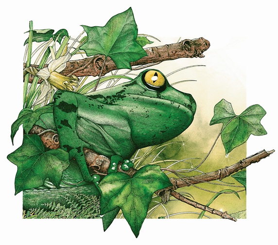 Tree frog on twig in foliage