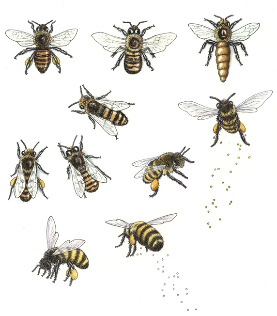 Honey bees on white background