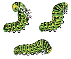 Caterpillars on white background