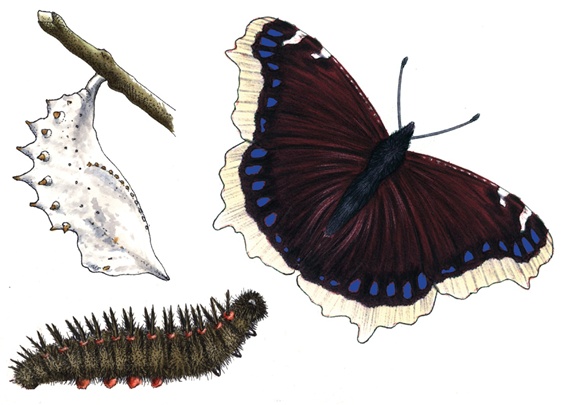 Cocoon, caterpillar and butterfly
