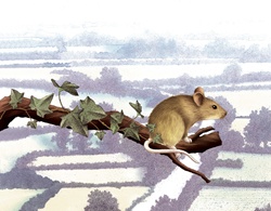 Mouse climbing tree