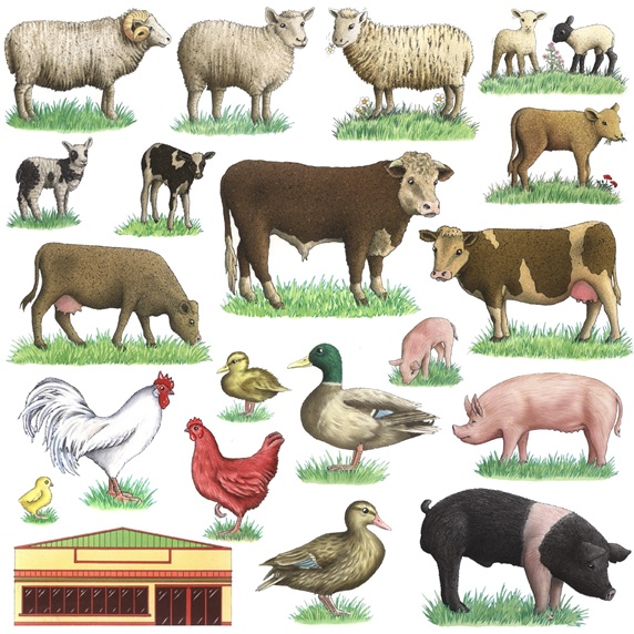 Livestock on white background