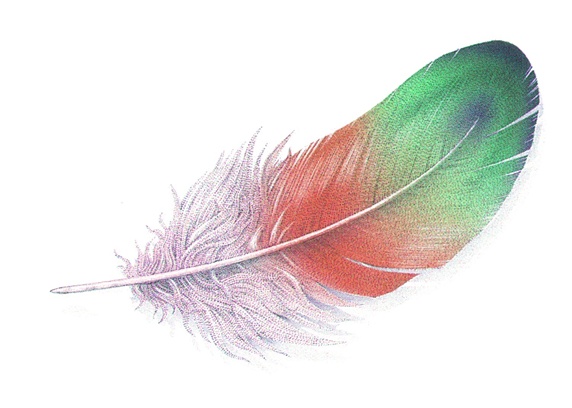 Multi colored feather