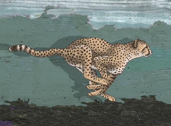 Side-view of leopard running