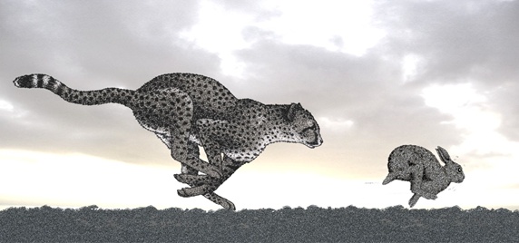 Cheetah chasing rabbit
