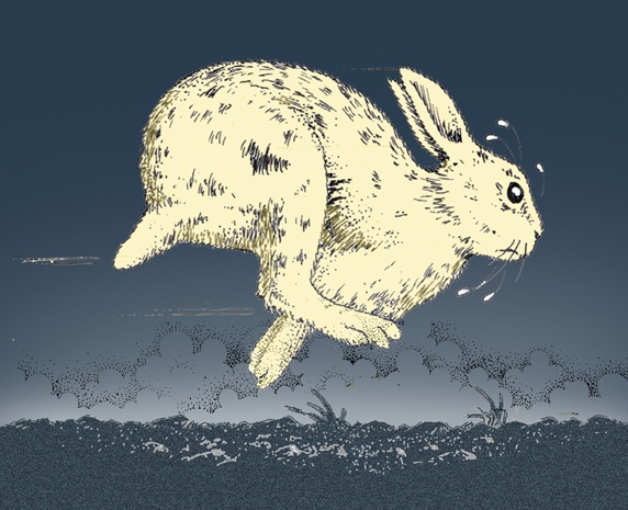 White rabbit running in field