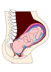 Cross section of womb with foetus