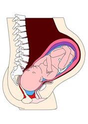 Cross section of womb with foetus being expelled