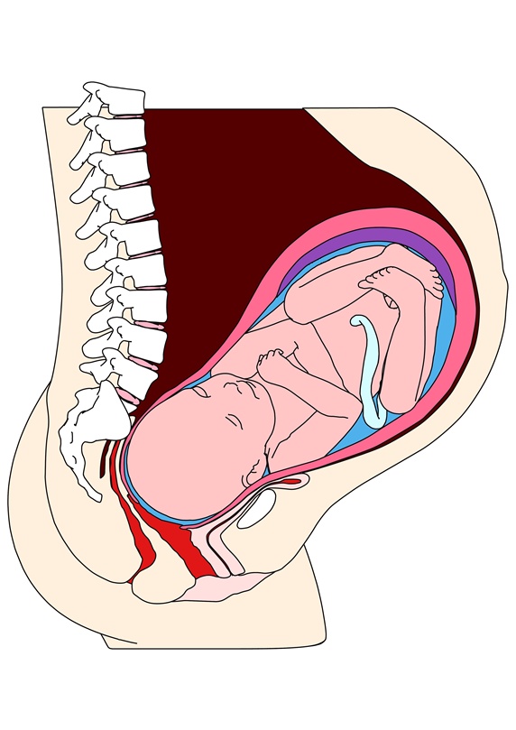 Cross section of womb with foetus
