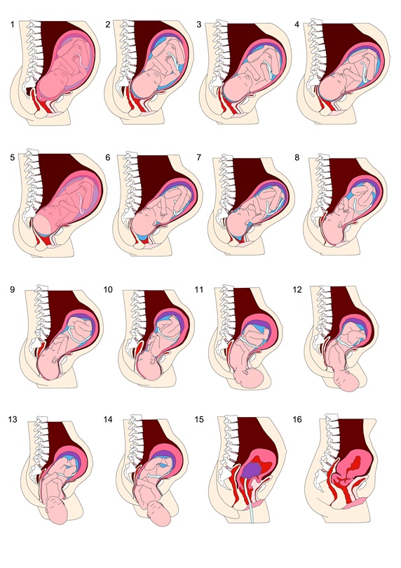 Diagram with stages of childbirth