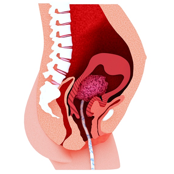 Cross section of uterus with umbilical cord