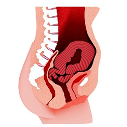Cross section of uterus