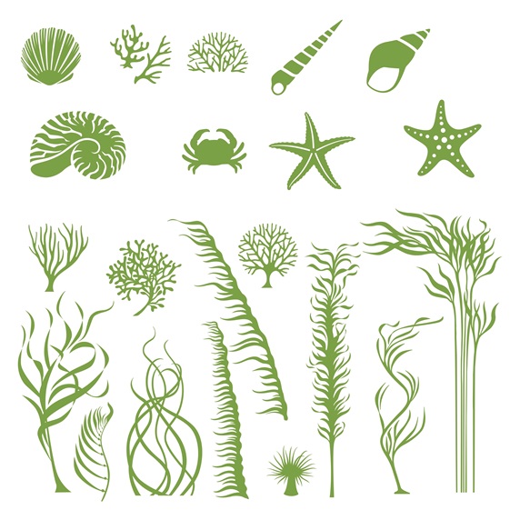 Sea animals and plants