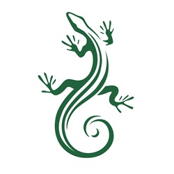 Green lizard on white background