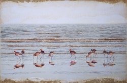 Godwits wading in sea at water's edge