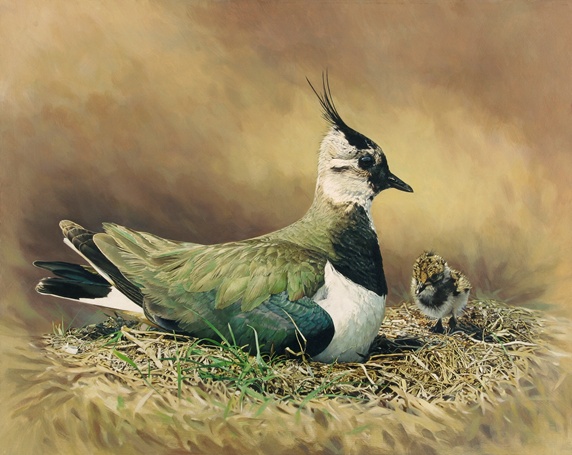 Lapwing sitting in nest with chick