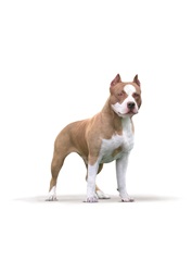 American Staffordshire Terrier on white background
