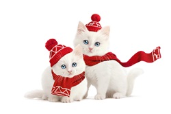 Two white kittens wearing red bobbed hats and scarfs