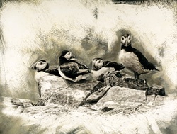 Puffins (Fratercula arctica) on rock