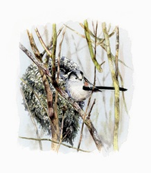 Illustration of long tailed tit beside nest