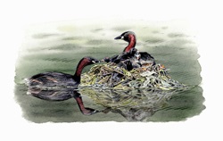 Illustration of little grebes with chicks in nest