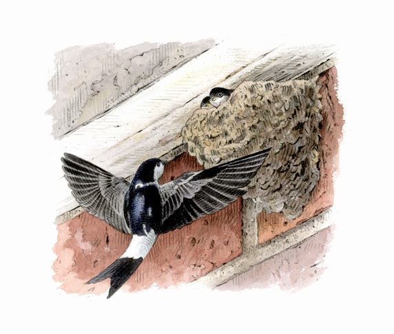 Illustration of house martin returning to chicks in nest